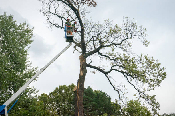 Best Fruit Tree Pruning  in Livermore, CA